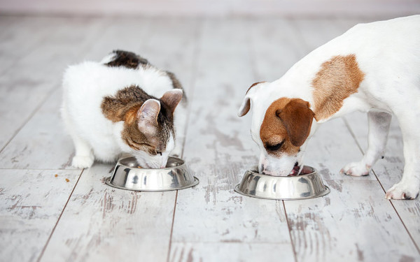 Hund und Katze am Napf