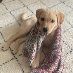 Ein beiger Retriever-Welpe schaut mit seinen schwarzen Augen in die Kamera, während er auf einem Teppich liegt und versonnen auf einem Strickschal kaut, der über seinen Rücken geschlungen ist.